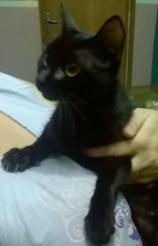 Gato ra a sem raça idade 2 a 6 meses nome sem nome