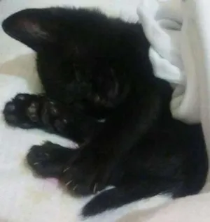 Gato raça  idade Abaixo de 2 meses nome Bimy