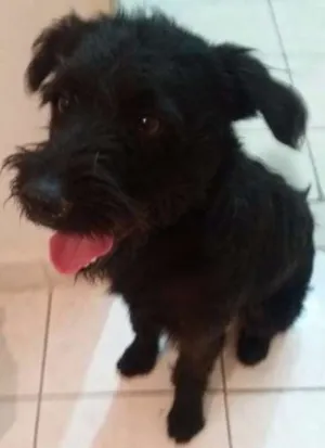Cachorro raça srd idade  nome Pepito