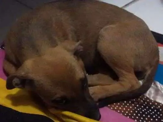 Cachorro ra a Desconhecida idade Abaixo de 2 meses nome Sem nome