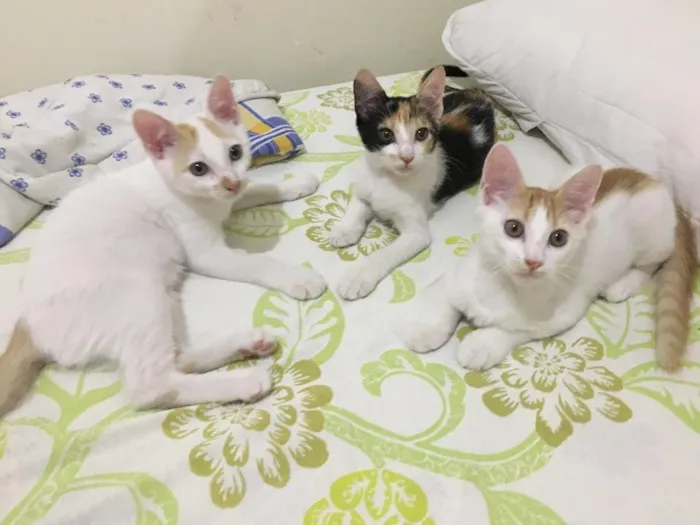 Gato ra a sem raça idade 2 a 6 meses nome Ainda sem nome