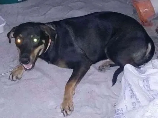 Cachorro raça Hotvale idade 7 a 11 meses nome Libra