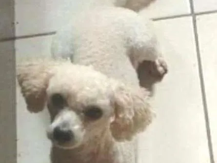 Cachorro ra a poodle toy idade 3 anos nome Marley