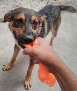 Cachorro raça SRD idade 1 ano nome Jack