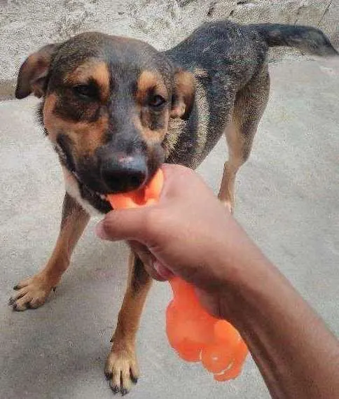 Cachorro ra a SRD idade 1 ano nome Jack