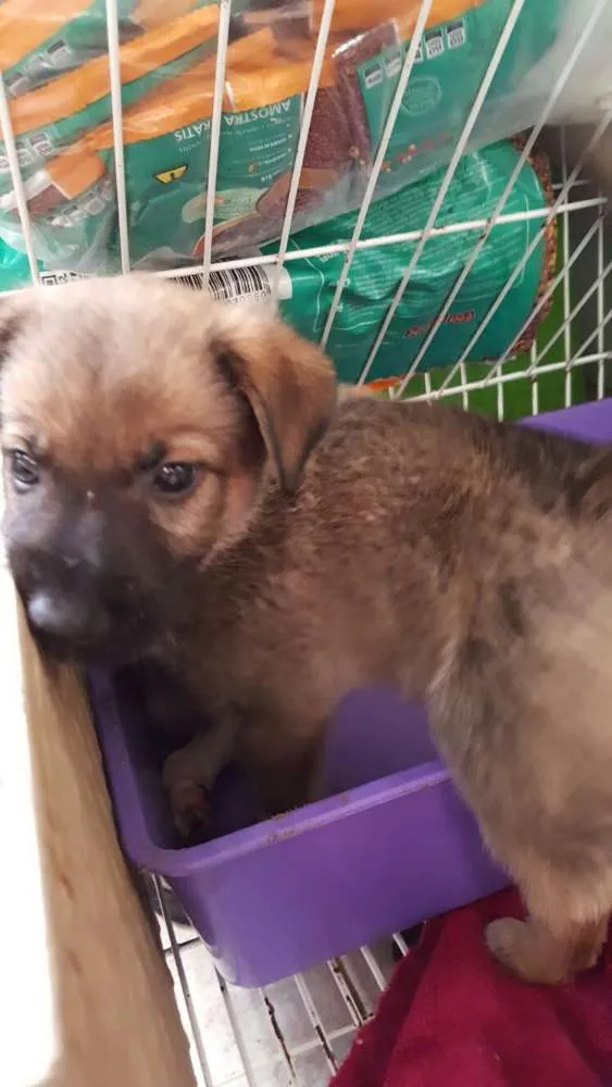 Cachorro ra a SRD idade 2 a 6 meses nome sem nome