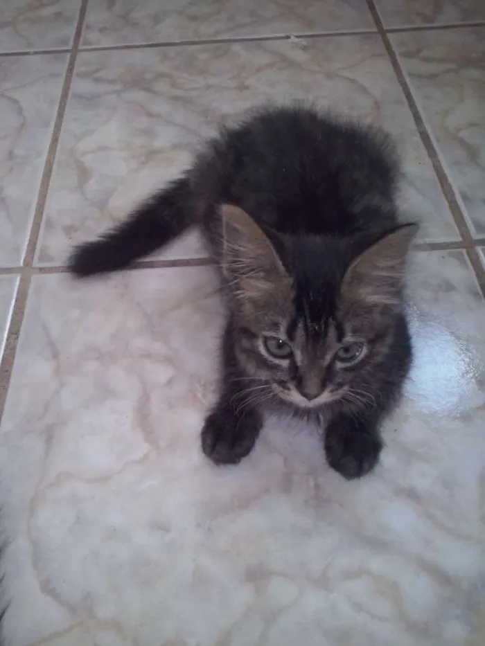 Gato ra a SRD idade  nome sem nomes