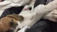 Pipoca
