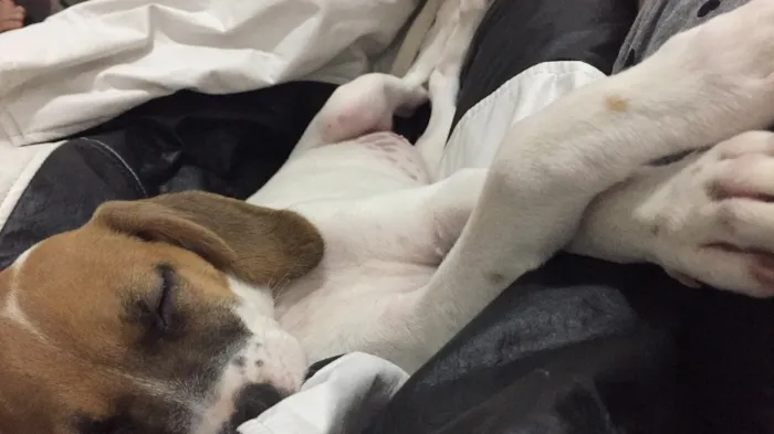 Cachorro ra a SRD idade 2 a 6 meses nome Pipoca