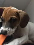 Pipoca