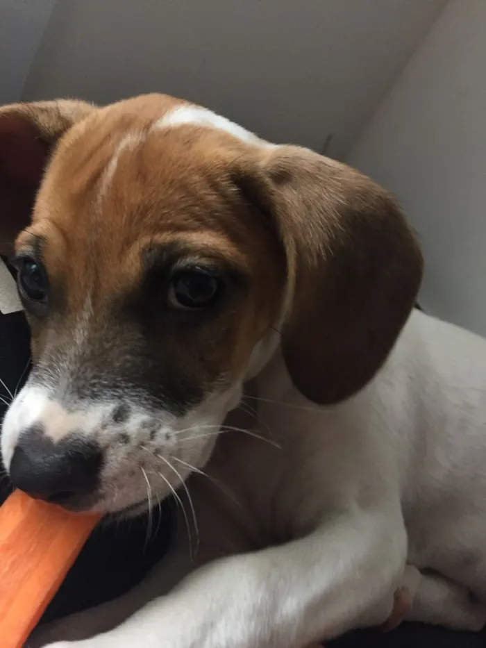 Cachorro ra a SRD idade 2 a 6 meses nome Pipoca