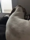 Pipoca
