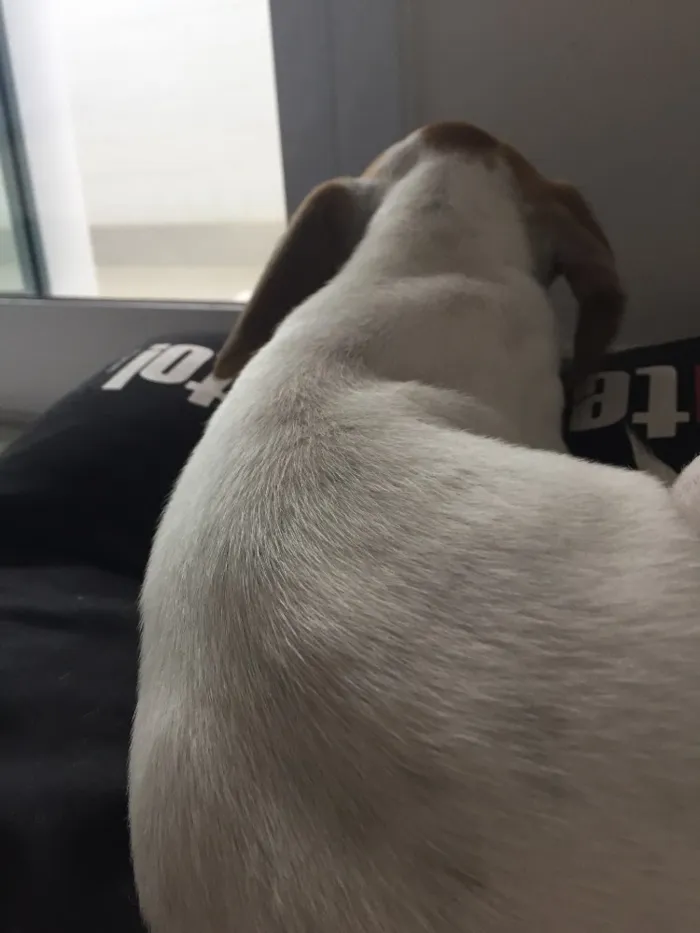 Cachorro ra a SRD idade 2 a 6 meses nome Pipoca