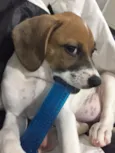 Pipoca