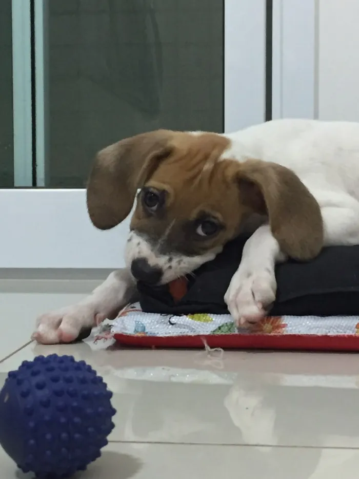 Cachorro ra a SRD idade 2 a 6 meses nome Pipoca