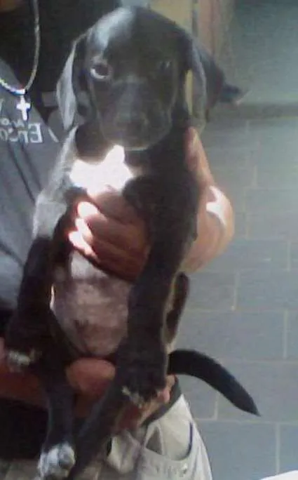 Cachorro ra a Labrador Mestiço idade Abaixo de 2 meses nome Baddy