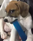 Pipoca