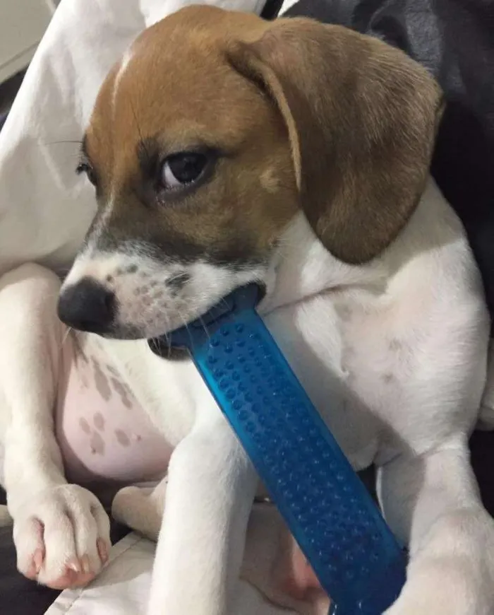 Cachorro ra a SRD idade 2 a 6 meses nome Pipoca