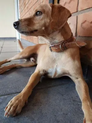 Cachorro raça SRD idade 6 ou mais anos nome Dudu