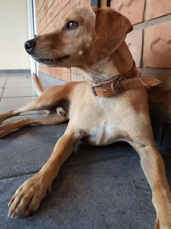 Cachorro ra a SRD idade 6 ou mais anos nome Dudu