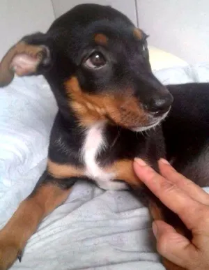 Cachorro raça srd idade 2 a 6 meses nome Mona 