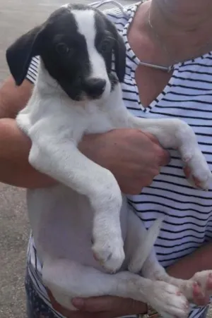 Cachorro raça SRD idade 2 a 6 meses nome sem nome