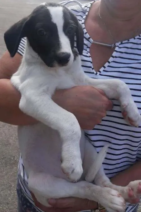 Cachorro ra a SRD idade 2 a 6 meses nome sem nome