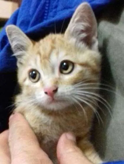 Gato ra a SRD idade 2 a 6 meses nome sem nomes