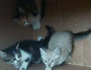 Gato raça SRD idade  nome sem nomes
