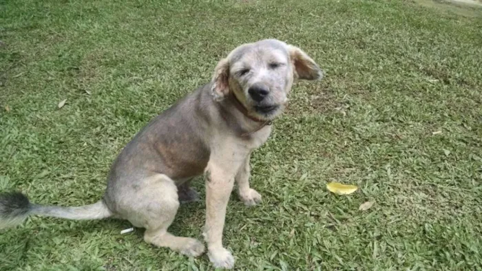 Cachorro raça V-L idade 5 anos nome Rian