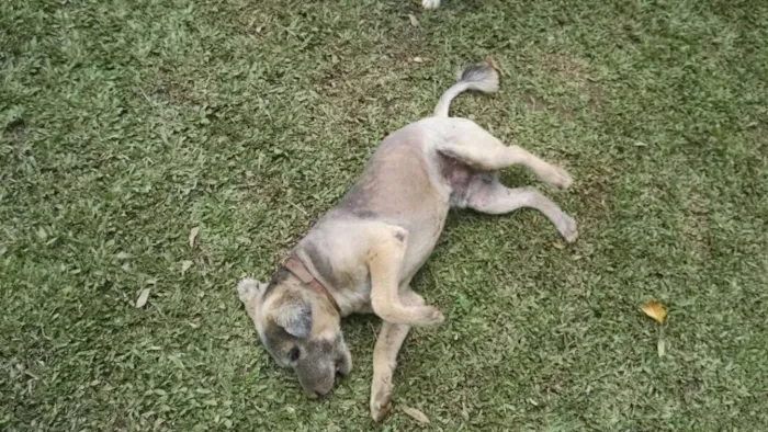 Cachorro raça V-L idade 5 anos nome Rian