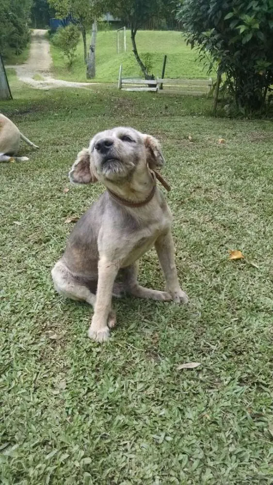 Cachorro raça V-L idade 5 anos nome Rian