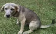 Cachorro raça V-L idade 5 anos nome Rian