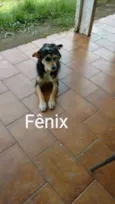 Cachorro raça V-L idade 3 anos nome Fênix