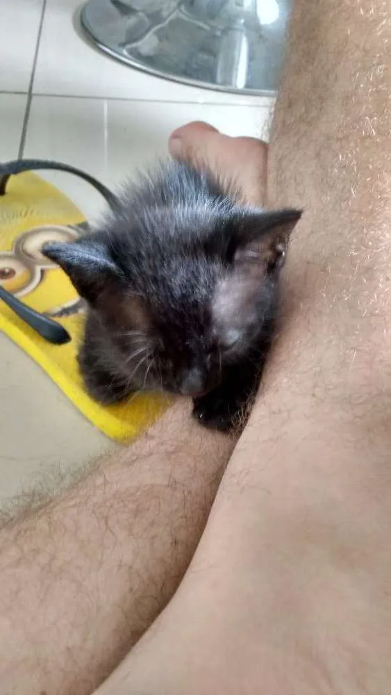 Gato ra a  idade Abaixo de 2 meses nome Ema