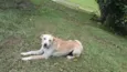 Cachorro raça V-L idade 2 anos nome Amarelinha