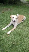 Cachorro raça V-L idade 2 anos nome Amarelinha