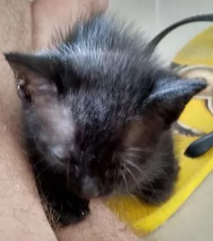 Gato raça  idade Abaixo de 2 meses nome Ema