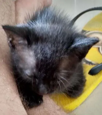 Gato ra a  idade Abaixo de 2 meses nome Ema