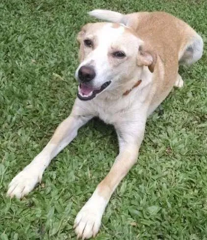 Cachorro raça V-L idade 2 anos nome Amarelinha