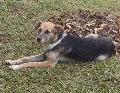 Cachorro raça V-L idade 2 anos nome Júnior