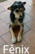 Cachorro raça V-L idade 3 anos nome Fênix