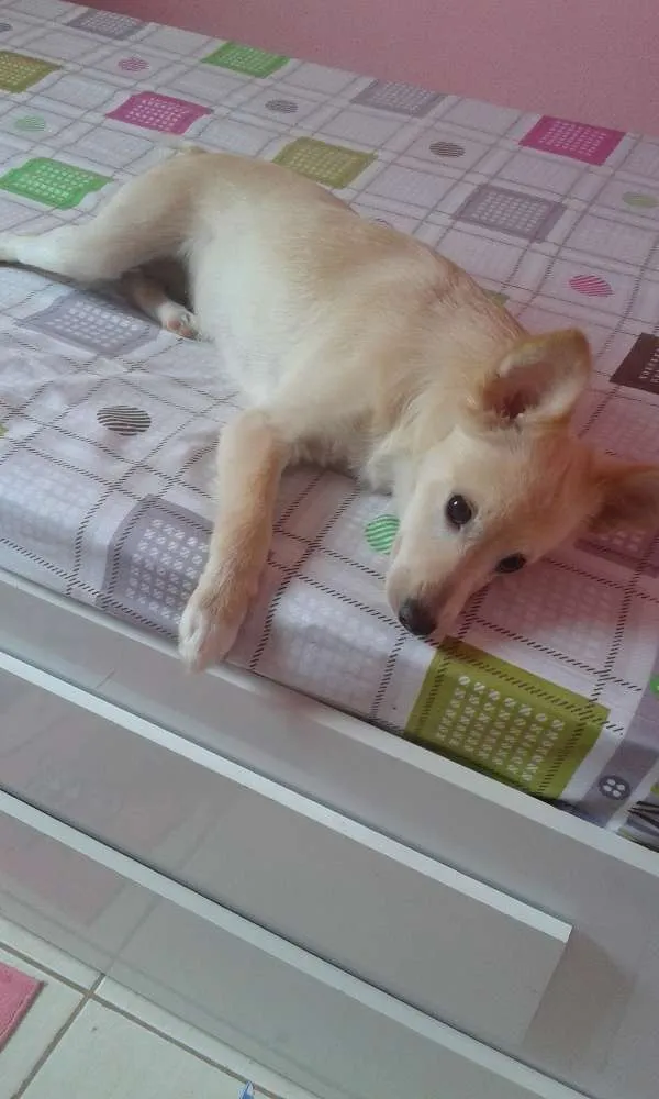 Cachorro raça Piquinês com vira-lata idade 2 a 6 meses nome Bela