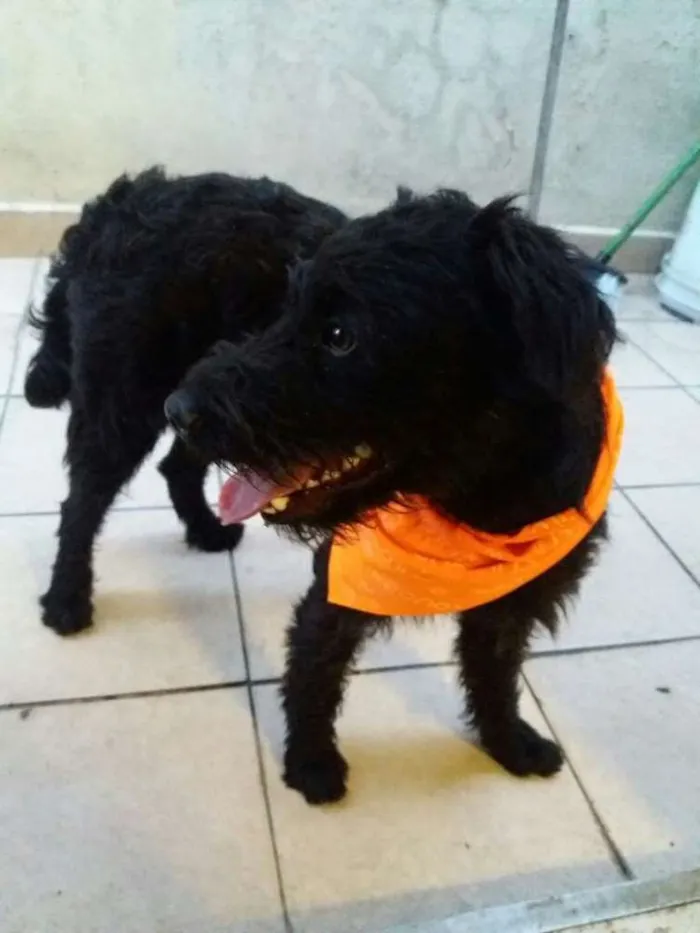 Cachorro ra a srd idade 1 ano nome Chokito