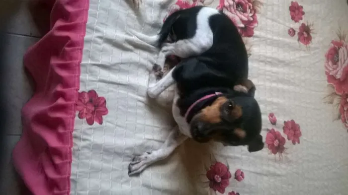 Cachorro raça Terrier idade 1 ano nome Mika (Mikaelly)