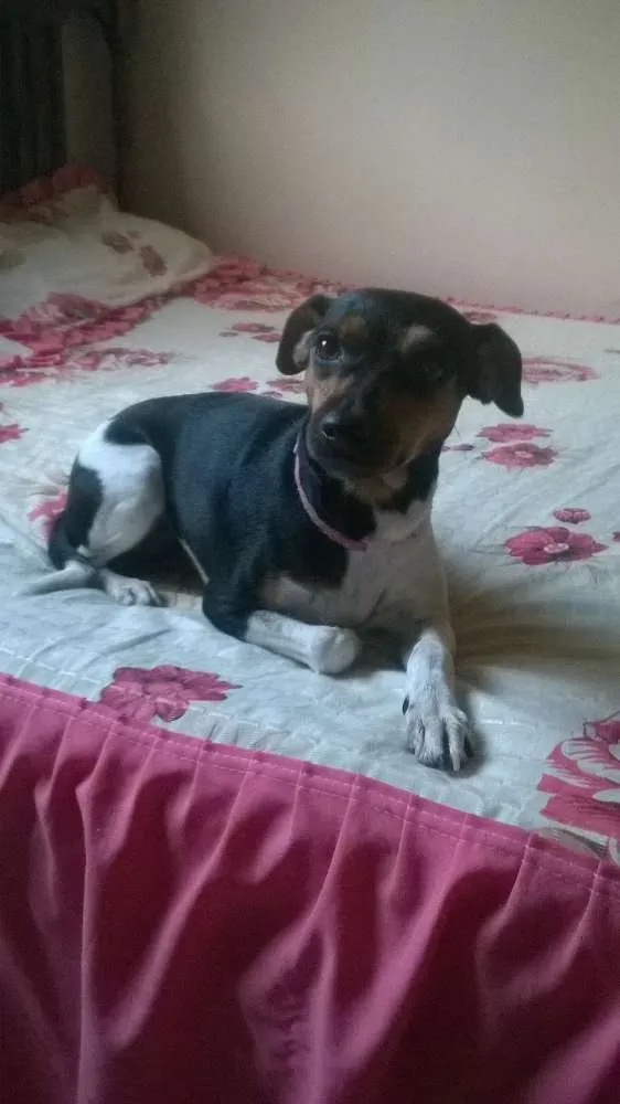 Cachorro raça Terrier idade 1 ano nome Mika (Mikaelly)