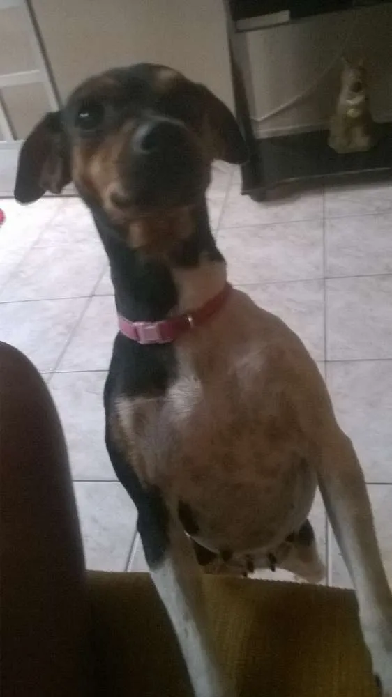 Cachorro raça Terrier idade 1 ano nome Mika (Mikaelly)