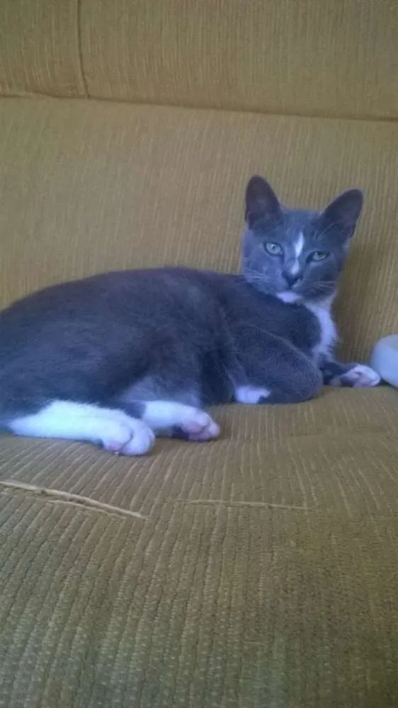 Gato raça não sei idade 2 a 6 meses nome chimium