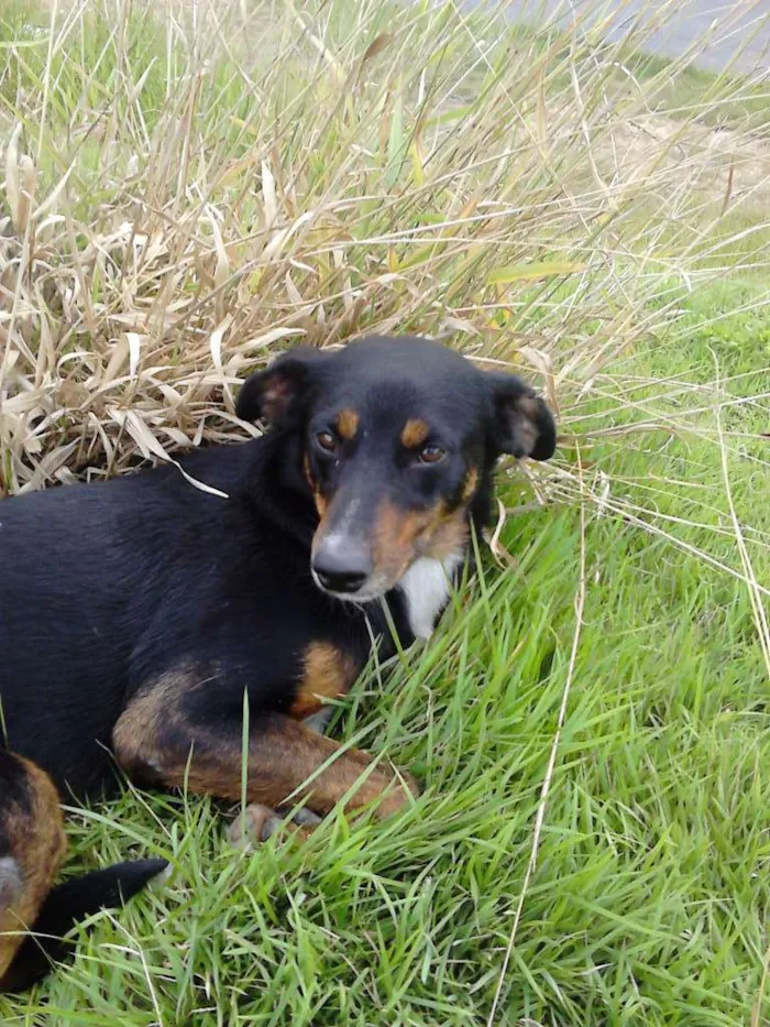 Cachorro ra a SRD idade 2 anos nome Fifi