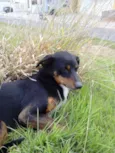 Fifi